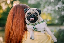 Image result for pug