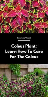 Coleus Plant How To Grow And Care For This Gorgeous Plant Plants Shade Plants Outdoor Plants