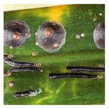 You can easily compare and choose from the 10 best insect killer for lawn granules for you. Hard Scale Insect Killer Pest Control Harrod Horticultural