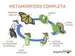 Como Nacen Las Mariposas Ciclo De Vida Reproduccion Y Mas