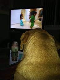 Rihanna And Oprah Dog Watching Tv Watch Dogs Dogs