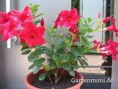 Dipladenia Zimmer Und Gartenpflanze Pflege Uberwintern Und Schneiden Vermehren Pflanzen Garten Pflanzen Vertikaler Gemusegarten