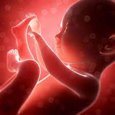 Week 17 Feeling Your Baby Move Parents
