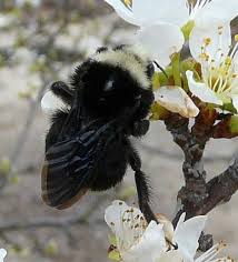 Bumblebee sting prevention as mentioned above, bumblebees are peaceful yet defensive insects so do not do anything that will provoke its. Yellow Faced Bumble Bee Bombus Vosnesenskii