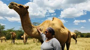The camel said, humph repeatedly. Herders Tout Camel Milk As Africa S New Superfood Financial Times