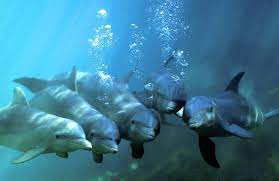 Reddit The Front Page Of The Internet Dolphins Animals River Dolphin