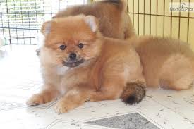 Black And Brown Pomeranian Puppies For Sale Meet B B A Cute Pomeranian Puppy For Sale For 650 B B Pomeranian Puppy Male Pomeranian Puppy For Sale Pomeranian For Sale Cute Pomeranian