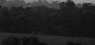 Image result for Rhytachne subgibbosa