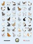 Cat Breeds - All About Domestic Cat Breeds