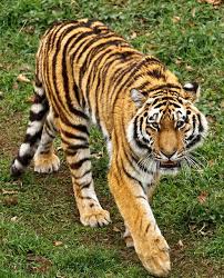 Amur Tiger Amur Tiger Tiger Big Cats