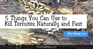 What Kills Termites Top 5 Things You Can Use To Kill Termites Termites Diy Termite Treatment Termite Treatment