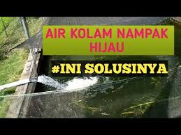 Cara Mudah Membuat Air Hijau Untuk Budidaya Ikan Gurame Youtube