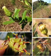 Image result for Buchnera pusilliflora