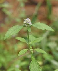 Image result for Platostoma