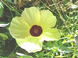 Image result for Hibiscus surattensis