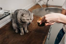Check spelling or type a new query. 10 Penyebab Kucing Tidak Mau Makan Dan Minum