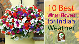 The garden is packed with some exquisite variety of flowers making it quite popular among tourists and nature enthusiasts. 10 Best Winter Flowers For Indian Weather Youtube