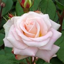 Finding a stupendous 20 year anniversary gift. Giftaplant 20th Wedding Anniversary Plant Flower Rose Gifts 20th Anniversary