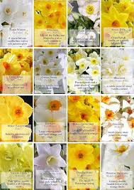 Varieties And Scents Scented Narcissi Isles Of Scilly Flower Farmer Flower Company