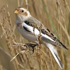 Snow Bunting Exe Estuary Exe Estuary Pet Birds Beautiful Birds Wild Birds