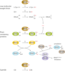 This smell is that of hydrogen sulfide (h2s) gas. 3 Mercaptopyruvate Sulfurtransferase An Enzyme At The Crossroads Of Sulfane Sulfur Trafficking