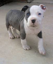 pin on pit bulls