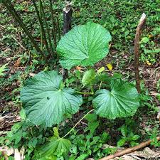 Image result for Piper umbellatum