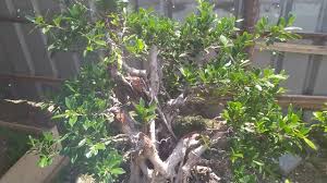 Tanaman ini merupakan tanaman yang kuat dan biasa tumbuh di. Bonsai Beringin Kimeng Youtube