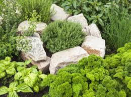 Gruner Daumen Die Wurze Fur Ihren Garten Krauterbeet Anlegen In 2020 Krauterbeet Krautergarten Anlegen Krauterbeet Anlegen
