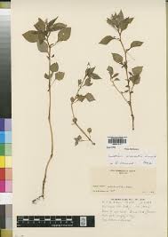 Image result for Rhynchosia goetzei