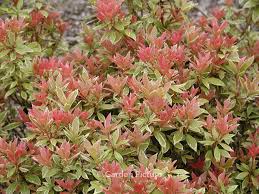 Image result for Pieris japonský little heath obrázek