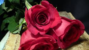 Resultado de imagen de rosas flores