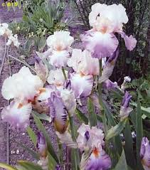 TbFernHarden < TbFthruJ < Iris Wiki