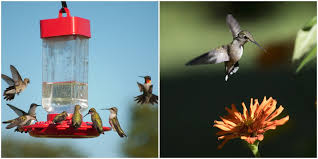 Here's a list of flowers that attract hummingbirds and work well in containers. Hummingbird Season In Florida Already Seeing Flocks Fluttering About In Spring 2020 Narcity