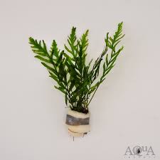 Image result for Bolbitis