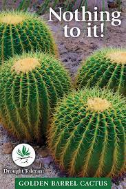 Outdoor Barrel Cactus Care Tips Barrel Cactus Cactus Care Golden Barrel Cactus