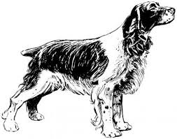 Black And White Springer Spaniel Clipart Spaniel Vector Clip Art Free Vector For Free Download Dog Drawing Spaniel Animal Drawings
