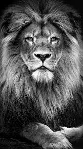 Black And White Lion Wallpaper Iphone Pin By Mason Tse On Love For Animals Lion Art Lion Wallpaper Cat Phone Wallpaper