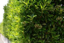 Screening plants are an excellent choice for those who want natural, attractive, and low maintenance barriers. Screening Plants 15 Fast Growing Screening Plants For Privacy