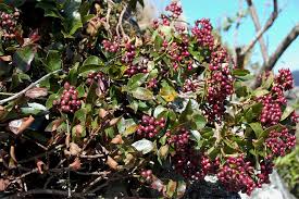 Image result for Syzygium cordatum ×  guineense