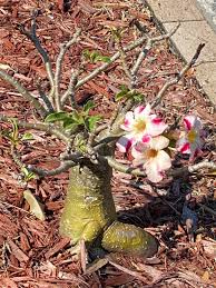 We did not find results for: Elizabeth Gundersen On Twitter Hi All Liz From South Florida Checking In For Hmichat And Sharing A Plant Pic From My Favorite Jogging Route The Desert Rose The Blooms Coming From Bare