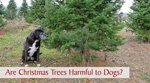 Are Christmas Trees Harmful To Dogs Chasing Dog Tales