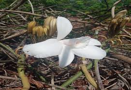 Image result for Vitellariopsis kirkii