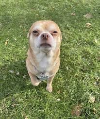 Box 428 hope, new jersey 07844. A Saturday Read The Best Pet Adoption Request Ever Tapinto