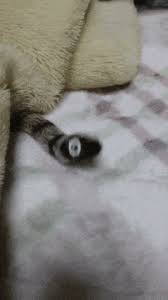 Pin By Joe Judy Verlander On Cute Animal Gifs Cats Crazy Cats Funny Cats Share the best gifs now >>>. crazy cats