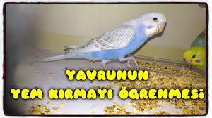 Yavrunun Yem Kirmayi Ogrenmesi Youtube