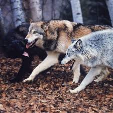 Black And Brown Wolf Black Brown Or White In 2020 With Images Animals Beautiful Animals Wolf Love