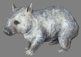 Image result for Northern hairy-nosed wombat