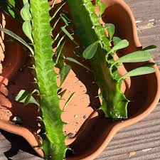 Image result for Euphorbia ramulosa