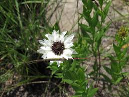 Image result for Callilepis laureola